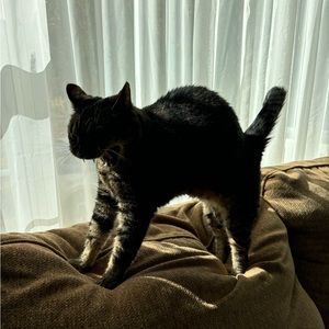 Meet your Posher, Alex